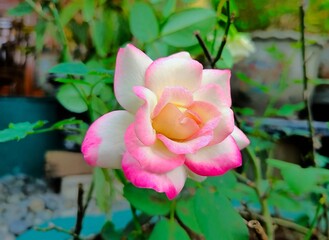 a beautiful pink and white rose grows in the garden