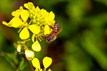 Close Up  beautiful  Bee macro in green nature 