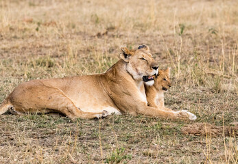 Fototapeta na wymiar Lioness and her Cub. Taken in Kenya