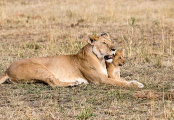 Lioness and her Cub. Taken in Kenya