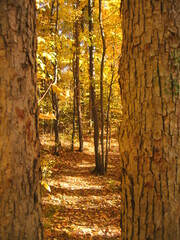 View through the Trees