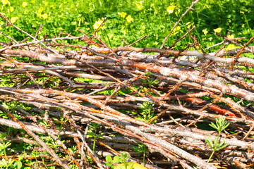 Branches cut from trees that dry and serve as firewood to make a fire in a barbecue