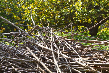 Branches cut from trees that dry and serve as firewood to make a fire in a barbecue