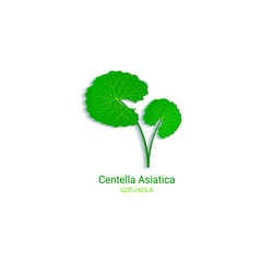 Centella Asiatica vector illustration. Gotu kola icon logo template. Ecological concept. Green leaf for organic cosmetics, natural products, food, medicine design. Isolated on white background - obrazy, fototapety, plakaty