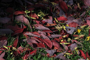 Raking leaves in yard during the fall