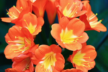 beautiful view of blooming colorful Fire Lily(Clivia,Benediction Lily,Bush Lily,Flame Lily,Red Bush Lily,Boslelie) flowers,close-up of orange with yellow flowers blooming in the garden 