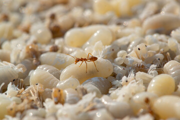 Closeup of Red ant egg, Natural and seasonal symptoms of rural Thailand