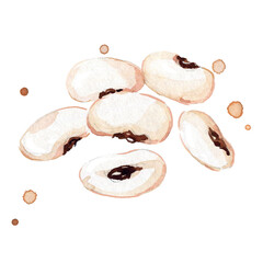 fresh white beans  watercolor painting