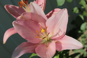 Pink beautiful Lily on a summer flower bed in the garden.	