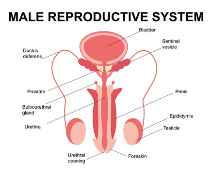 Male reproductive system. Male reproductive organs. Anatomy of the human body. The concept of biological education, urology, penis, testicles, prostate, testicles. Flat illustration.