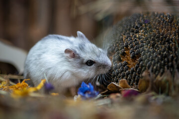 dsungarien hamster in its therarium loves amaranth
