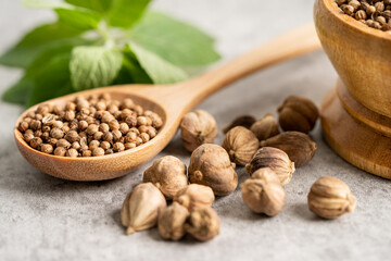 Coriander and siam cardamom (Amomum krervanh Pierre), Asia dried spices herb for drug and Thai cooking for good health.