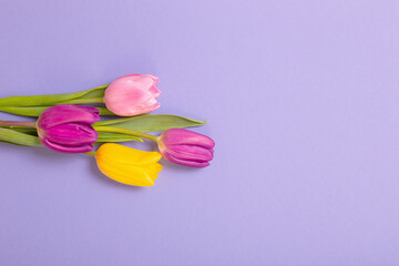 tulips on violet paper background