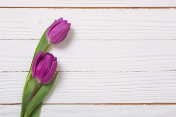 two tulips on white wooden background