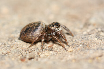 Side view of a jumping spider 