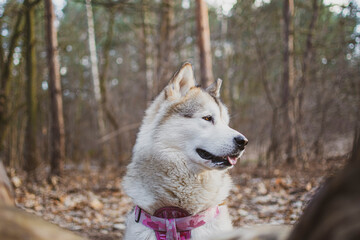 Alaskan malamute with pink harness in the woods. Side portrait of Nordic dog in autumnal woodland, Poland. Selective focus on the details, blurred background.