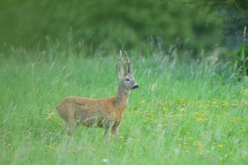 Herd of roe deer grazing on the green pasture