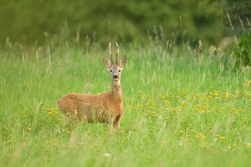 Naklejka na ściany i meble Portrait of roe deer with antlers on the meadow in rut season 