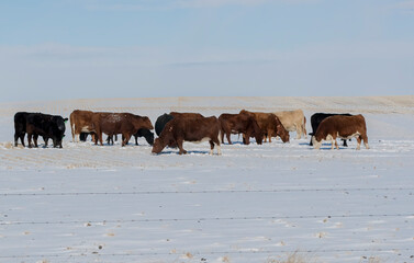 Beef Cattle. A small herd of beef cattle in a farm field during the winter season