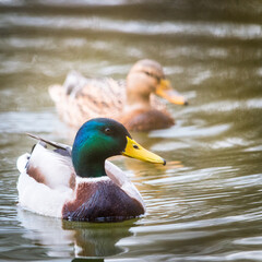  Mallard Duck Mates Swimming Side By Side