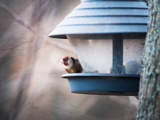 goldfinch at a feeding station in winter