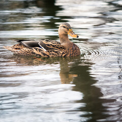  Female Bird, Mallard Duck, Standing On A Bank Of A River