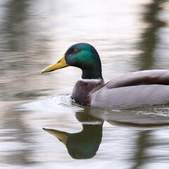  Portrait of a male mallard swimming in water
