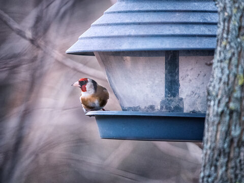 goldfinch at a feeding station in winter