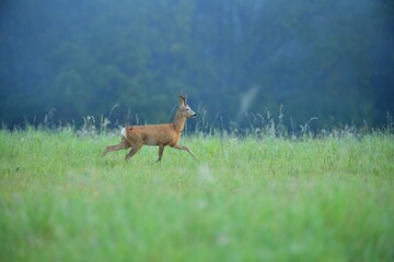 Roe deer jumping in the green meadow