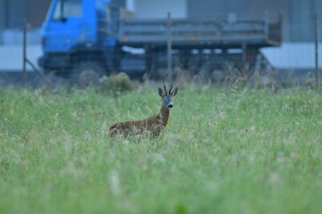Roe deer stands in a meadow near a human settlement in the background with a construction truck