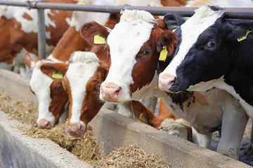 Poster Dairy farm, simmental cattle, feeding cows on farm © branex