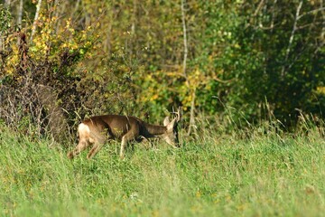 Herd of roe deer near the forest grazing the grass