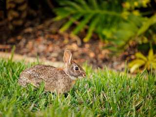 Wild brown cottontail rabbit in green grass. Easter bunny.
