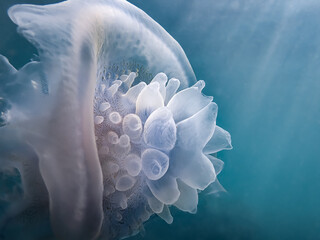 jellyfish in the blue water - obrazy, fototapety, plakaty