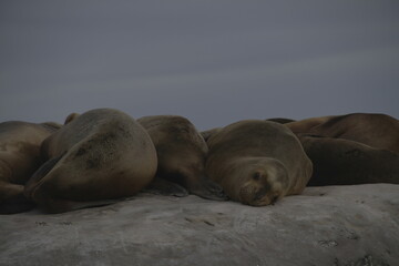 patagonia argentina lobos marinos