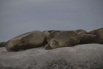 lobos marinos puerto piramides