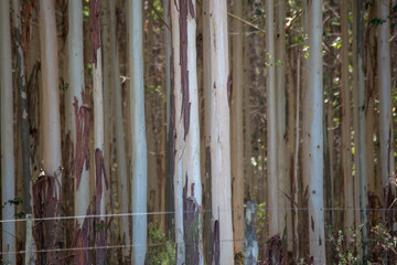 troncos en un bosque de eucaliptos