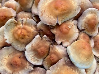 Armillaria ostoyae mushrooms, dark hallimasch in a forest in the Netherlands.