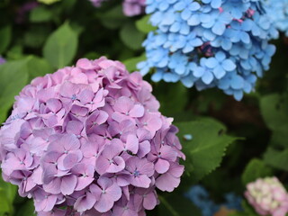 Fototapeta premium hydrangea flowers