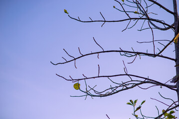 Tree with many small branches, no leaves, blue sky background.