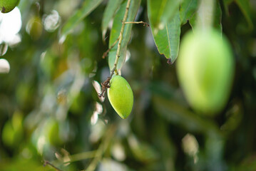 Mango trees that rely on yielding stay in winter still small sour