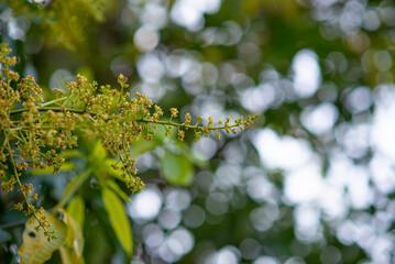 a flowering mango tree in winter Prepare to come out, as a result, There are many in Thailand