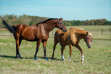 Fototapeta premium Horses at horse farm. Country summer landscape