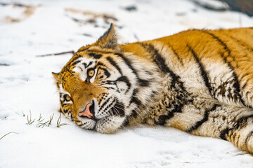 Tiger lying in the snow. Beautiful wild siberian tiger on snow