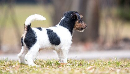 puppy stands backwards © Happy monkey