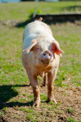 Pigs in field. Healthy pig on meadow
