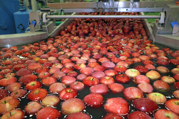 Apples floating in a sort of water conveyer, washing and grading in a fruit packing warehouse	