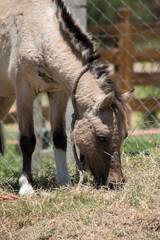 pequeño potrillo en el campo