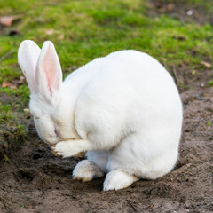 White rabbit. Rabbit On Grassy Field