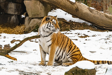 Tiger lying in the snow. Beautiful wild siberian tiger on snow